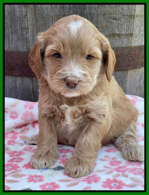 Rosie Gambler 4 WK OLD pups 121