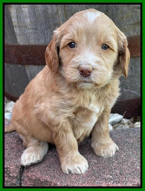 Rosie Gambler 4 WK OLD pups 151