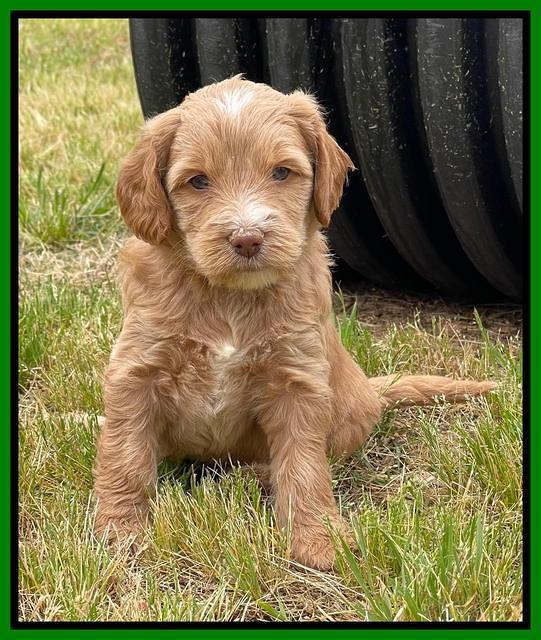 Rosie Gambler 5 WK OLD pups 151