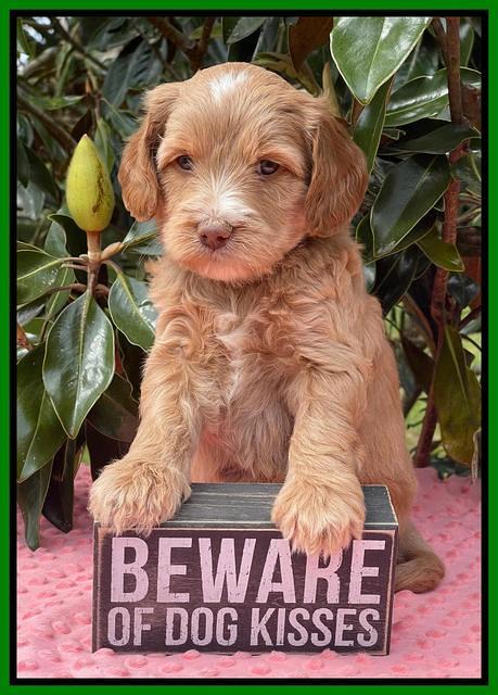 Rosie Gambler 5 WK OLD pups 181