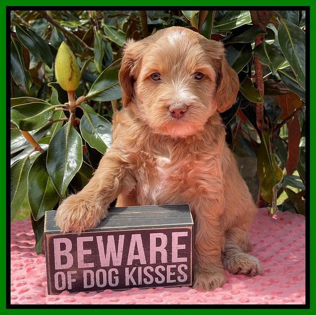 Rosie Gambler 5 WK OLD pups 191