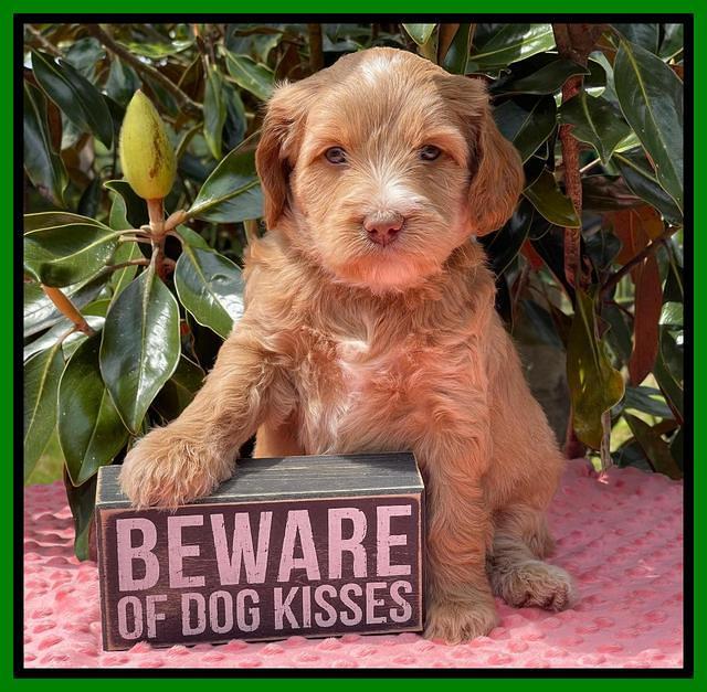 Rosie Gambler 5 WK OLD pups 201