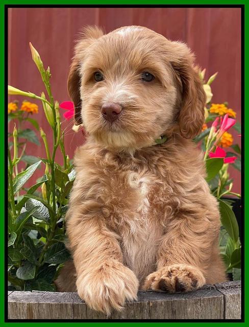 Rosie Gambler 6 wk old 211