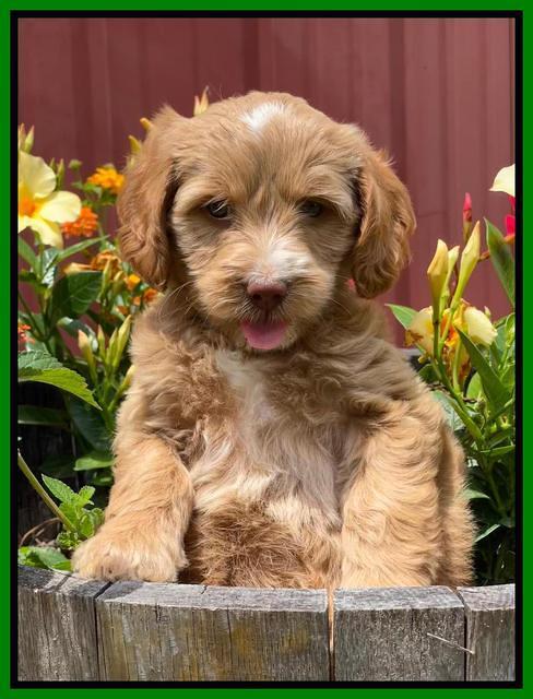 Rosie Gambler 6 wk old 251