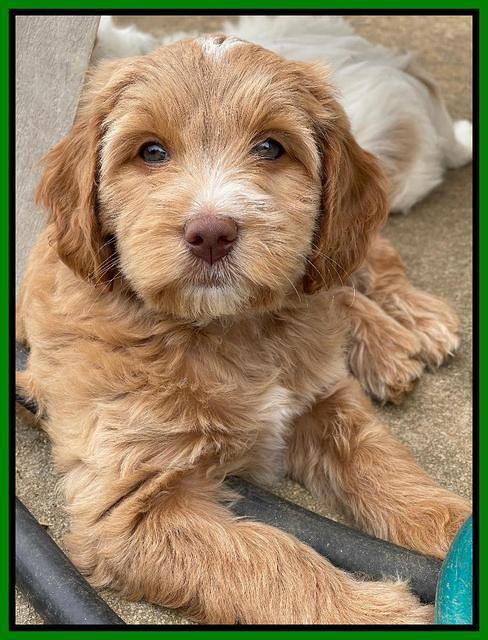 Rosie Gambler 7 wk old 291