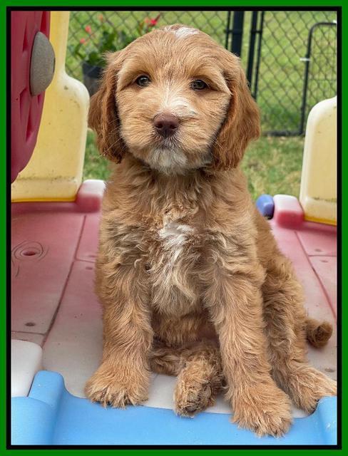 Rosie Gambler 7 wk old 331