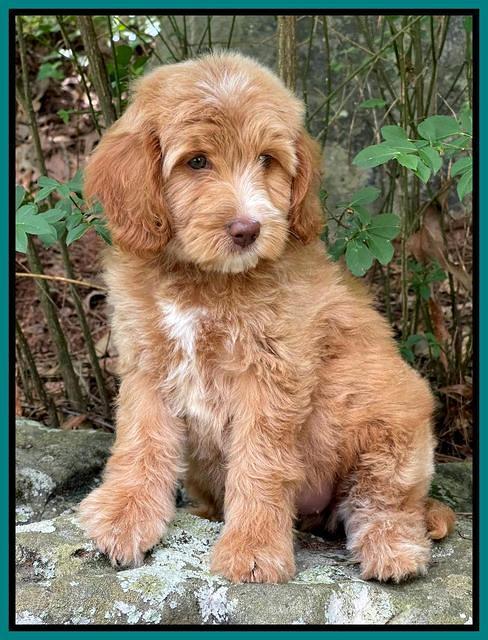 Rosie Gambler 8 wks old 12103321