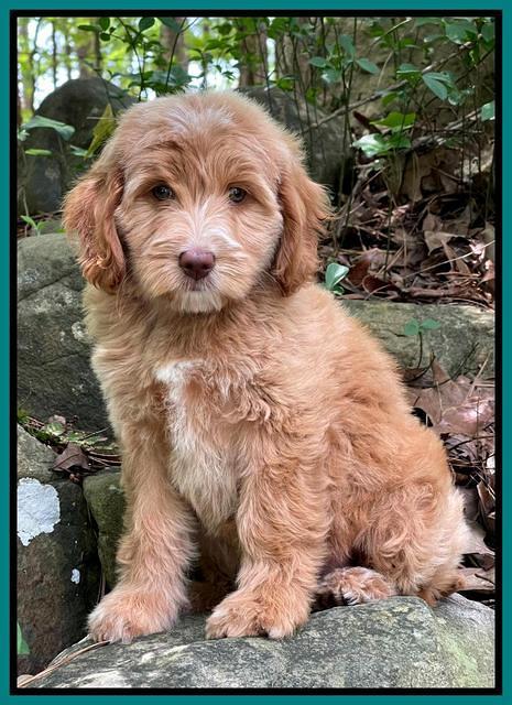 Rosie Gambler 8 wks old 13103321