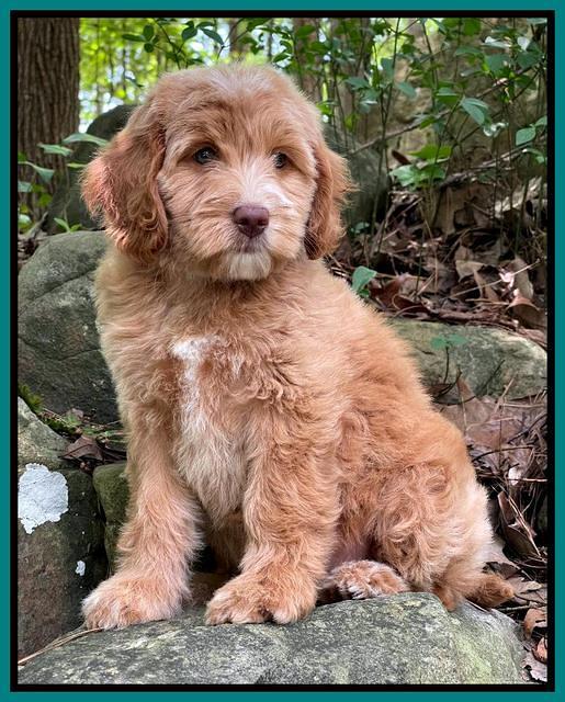 Rosie Gambler 8 wks old 14103321