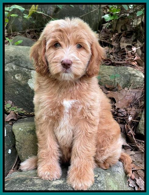 Rosie Gambler 8 wks old 15103321