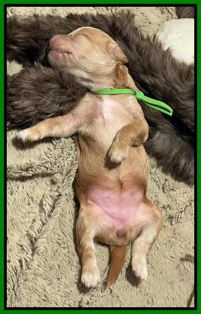 Rosie Gambler ONE WK OLD pups 161