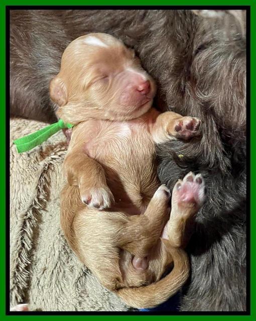 Rosie Gambler ONE WK OLD pups 171