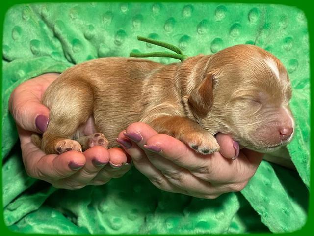 Rosie Gambler ONE WK OLD pups 181
