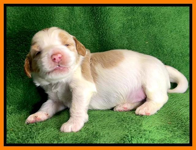 Rosie Gambler 2 WK OLD pups 81
