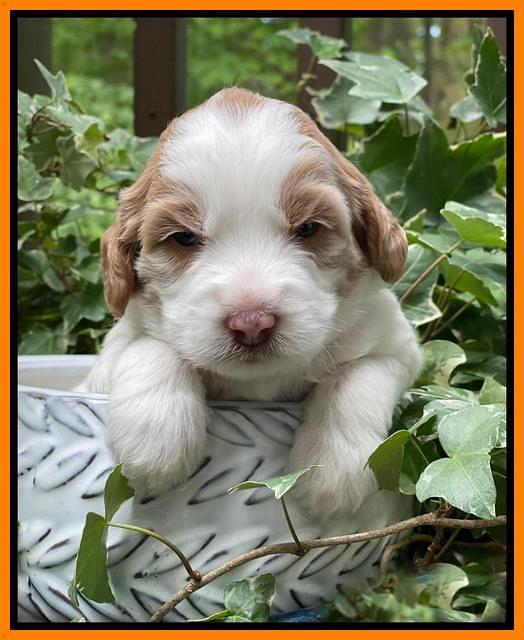 Rosie Gambler 3 WK OLD pups 171