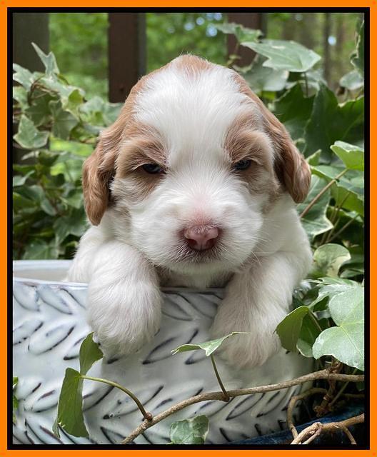 Rosie Gambler 3 WK OLD pups 201