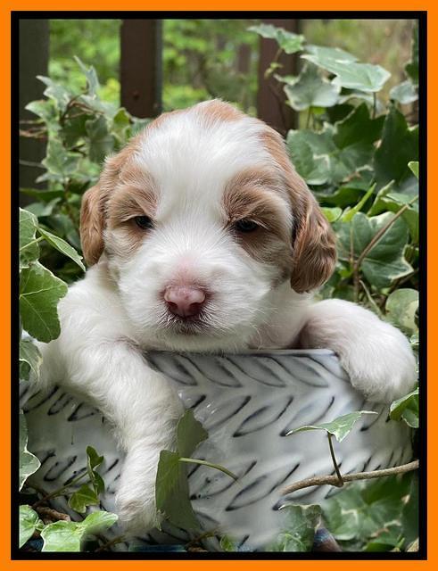 Rosie Gambler 3 WK OLD pups 211