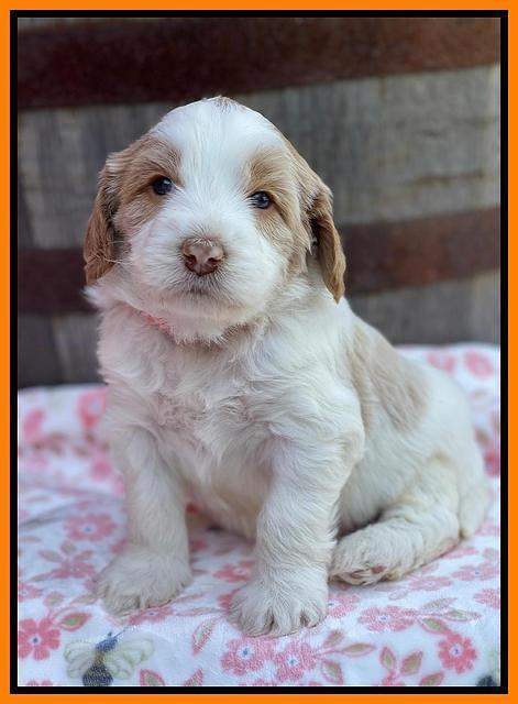 Rosie Gambler 4 WK OLD pups 181