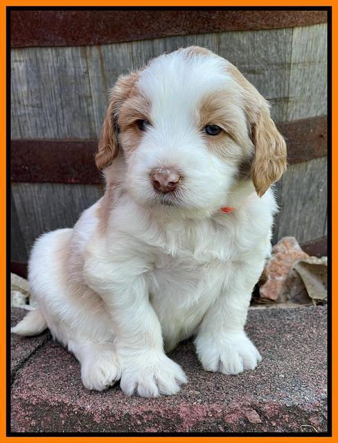 Rosie Gambler 4 WK OLD pups 201