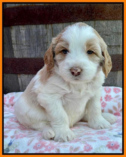 Rosie Gambler 4 WK OLD pups 211