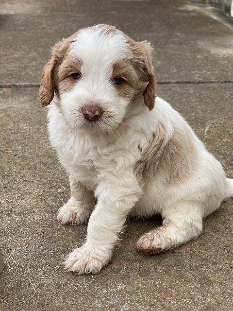 Rosie Gambler 5 WK OLD pups 231