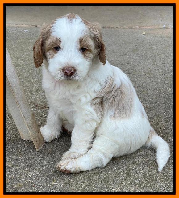 Rosie Gambler 5 WK OLD pups 241