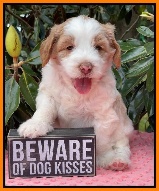 Rosie Gambler 5 WK OLD pups 261