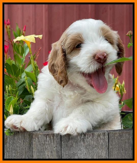 Rosie Gambler 6 wk old 511
