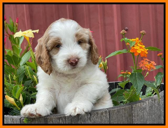 Rosie Gambler 6 wk old 521
