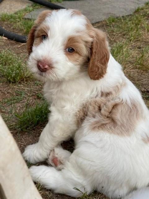 Rosie Gambler 6 wk old 561