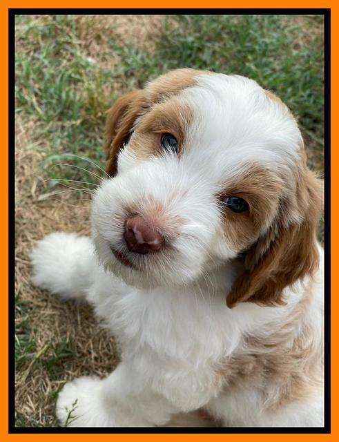 Rosie Gambler 7 wk old 621