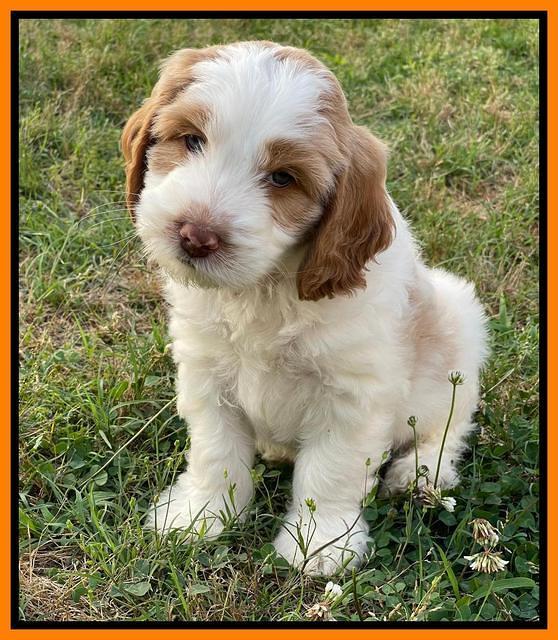 Rosie Gambler 7 wk old 631