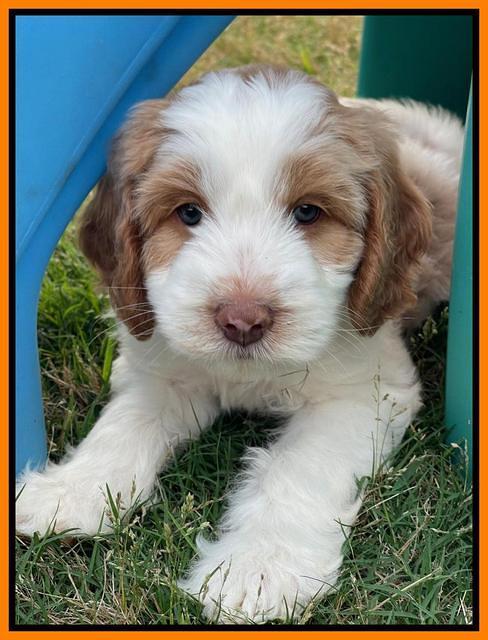 Rosie Gambler 7 wk old 681