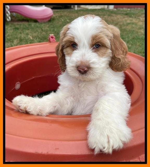 Rosie Gambler 7 wk old 701