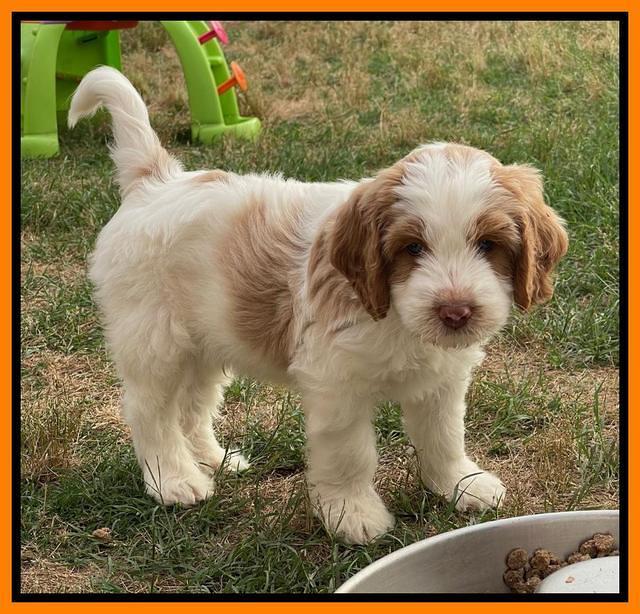 Rosie Gambler 7 wk old 711