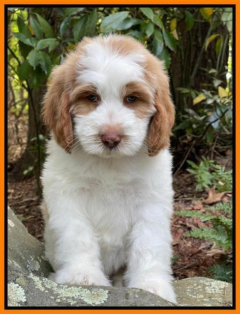 Rosie Gambler 8 wks old 1332