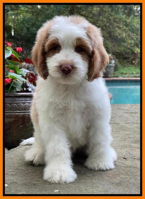 Rosie Gambler 8 wks old 4332