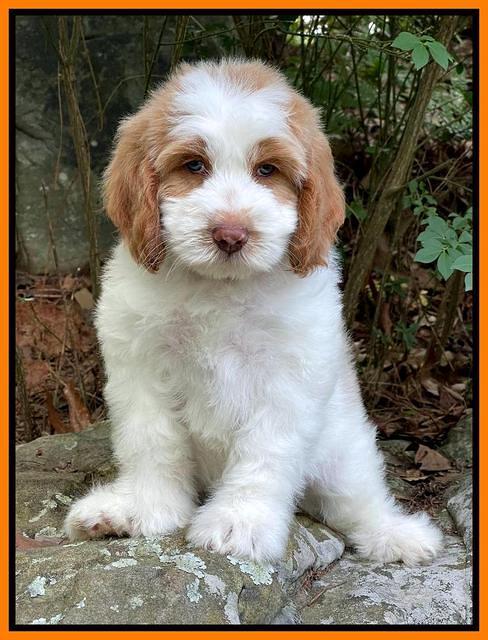 Rosie Gambler 8 wks old 9332