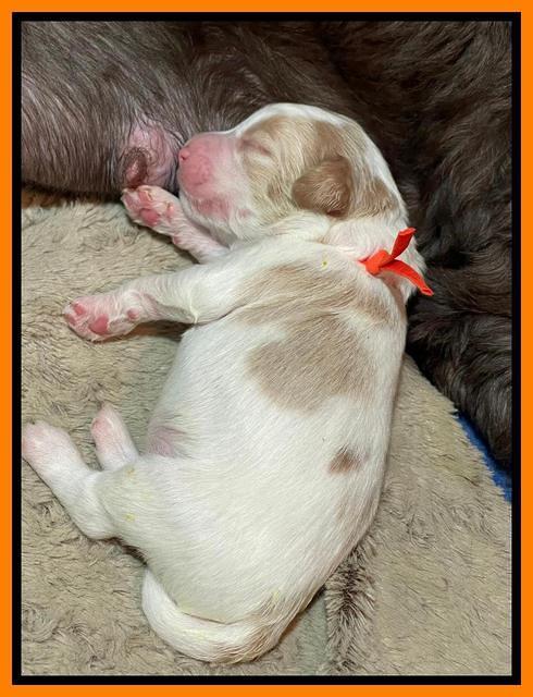 Rosie Gambler ONE WK OLD pups 351