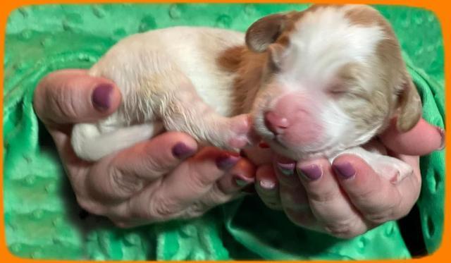 Rosie Gambler ONE WK OLD pups 371