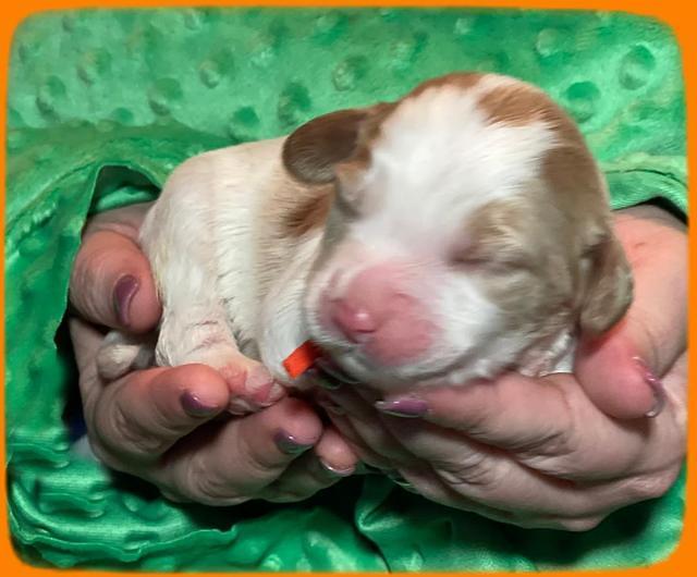 Rosie Gambler ONE WK OLD pups 381