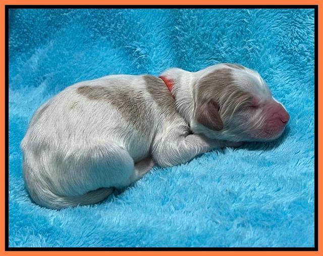 Rosie Gambler newborn pups 231