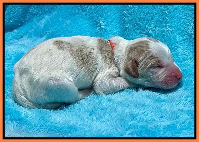 Rosie Gambler newborn pups 241