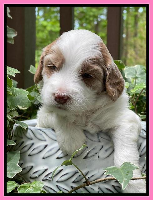Rosie Gambler 3 WK OLD pups 21