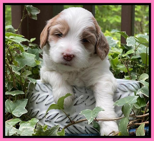 Rosie Gambler 3 WK OLD pups 31