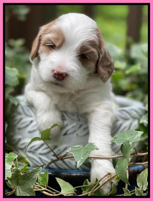 Rosie Gambler 3 WK OLD pups 41