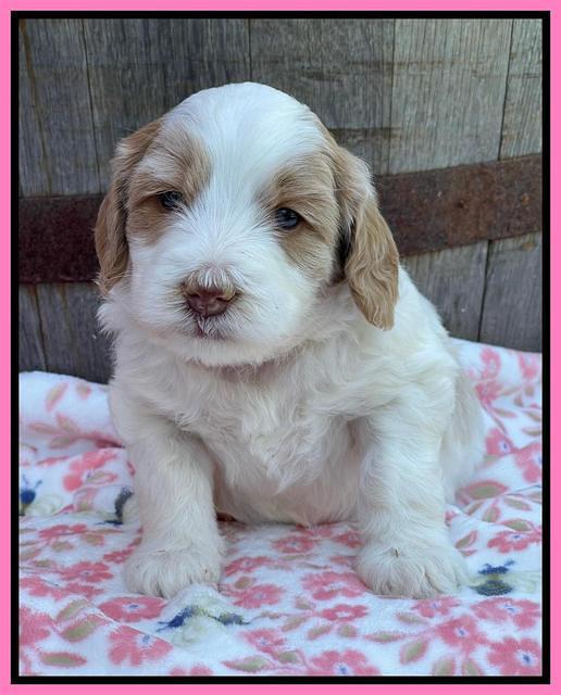 Rosie Gambler 4 WK OLD pups 11