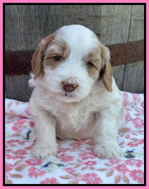 Rosie Gambler 4 WK OLD pups 21