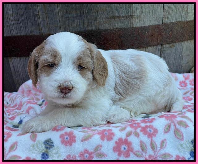 Rosie Gambler 4 WK OLD pups 31