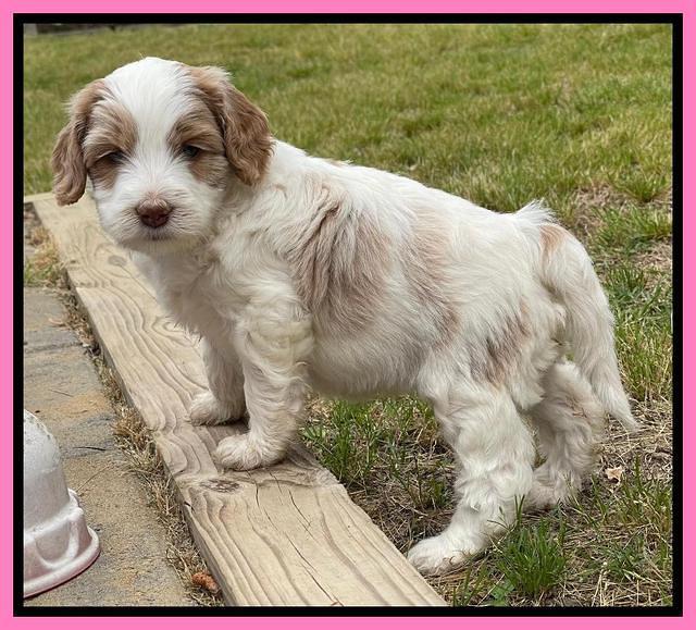 Rosie Gambler 5 WK OLD pups 31